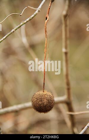 Close-up of a fruit of American Sycamore (Platanus occidentalis) in Virginia, USA Stock Photo