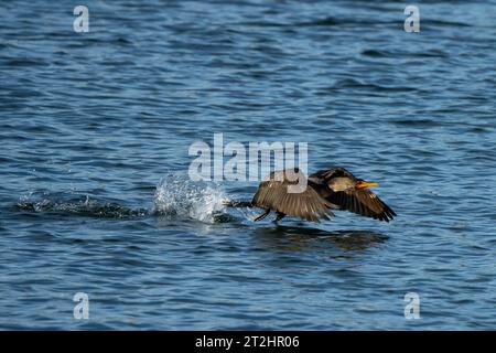 Cormorant in early flight springing out of the bay kicking up a water spray Stock Photo