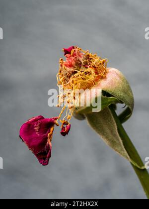 Red rose flower remains, one last petal hangs from shrivelled yellow stamens on a wilted curled dried green calyx and stem Stock Photo