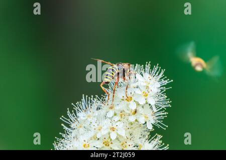 Spiraea chamaedryfolia or germander meadowsweet or elm-leaved spirea white flowers with green background. Magnificent shrub Spiraea chamaedryfolia. A Stock Photo