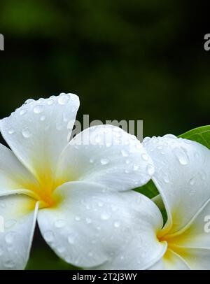 White frangipani flower (Plumeria) in the morning light with dew drops. Close up, selective focus photo. Stock Photo