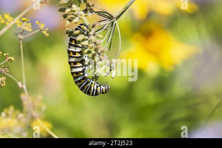 Closeup of Black Swallowtail butterfly (Papilio polyxenes) caterpillar hanging upside down on fennel flower fruits. Natural green and yellow backgroun Stock Photo