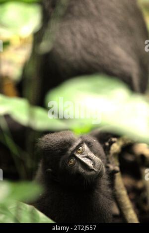 A juvenile of Sulawesi black-crested macaque (Macaca nigra) stares at camera while being photographed, as it is sitting down on forest ground in Tangkoko Nature Reserve, North Sulawesi, Indonesia. A recent report by a team of scientists led by Marine Joly reveals that the temperature is increasing in Tangkoko forest. 'Between 2012 and 2020, temperatures increased by up to 0.2 degree Celsius per year in the forest, and the overall fruit abundance decreased by 1 percent per year,” they wrote on International Journal of Primatology. 'There is rapidly growing evidence for the negative effects of.. Stock Photo