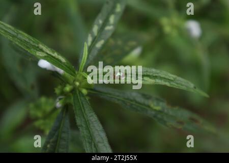 View from above shows a metallic tortoise beetle perched on the leaf of a Ceylon slitwort plant Stock Photo