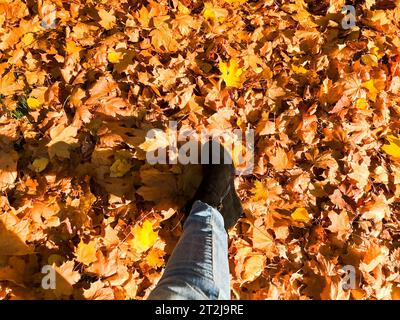 Female slender legs in jeans and boots, shoes against the background of yellow, dry, fallen autumn foliage. Multi-colored natural red and yellow leave Stock Photo