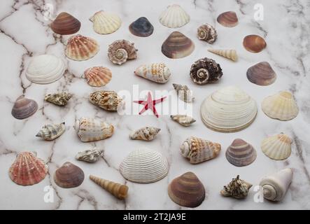 Collection of assorted shells isolated on white background. Stock Photo