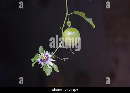 Unripe passion fruit and flower hanging on the plant. Passiflora edulis fruit, flower and laves on the vine with dark background. Stock Photo