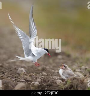 Arctic tern flying in to feed chick on tundra, Iceland, sterna paradisaea Stock Photo