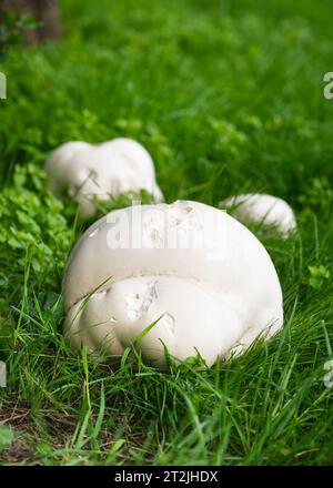 Huge Giant puffball mushrooms growing in the meadow. Edible and medicinal fungus. Harvesting concept. (Calvatia gigantea) Stock Photo