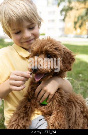 portrait of a boy with a brown poodle on a walk in the summer Stock Photo