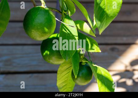 Close up abstract view of three lemons beginning to mature on the branch of an outdoor potted Meyer lemon tree Stock Photo