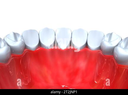 Tooth anatomy. 3d render Stock Photo