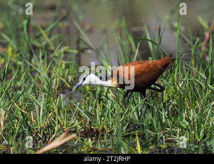 African jacana is a common bird in the waters of the Okavango Delta,  Botswana. Stock Photo