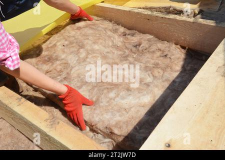 Roofing contractor laying mineral wool insulation during house attic insulation renovation.Roofing construction. Attic roof insulation. Stock Photo