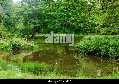 Saintfield, County Down, Northern Ireland, July 16 2023 - The pond in Rowallane with trees reflected in the water Stock Photo