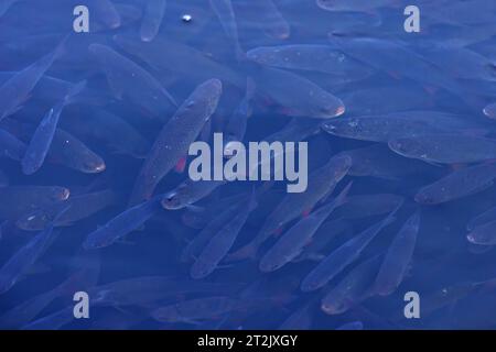 Chub (Squalius cephalus) Norfolk October 2023 Stock Photo