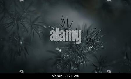 Raindrops on Asparagus Fern Leaf Background. Nature Background. Macro Photography. Closeup Stock Photo