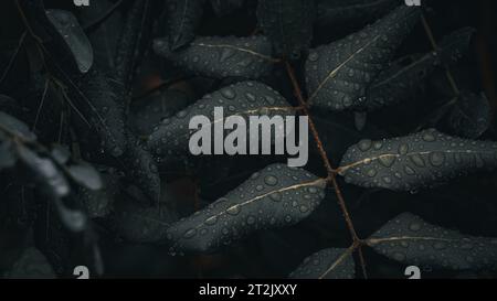 Raindrops Droplets on Leaf Background. Nature Background. Macro Photography. Closeup Stock Photo