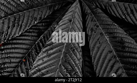 Raindrops Droplets on Leaf Background. Nature Background. Macro Photography. Closeup Stock Photo