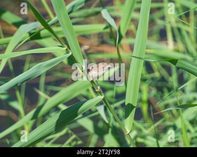Eurasian common reed warbler Acrocephalus scirpaceus perched on stalk of plant at edge of river bank wetlands in grass reeds Stock Photo