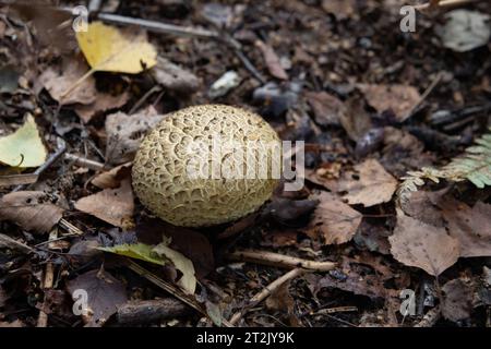 Pigskin poison puffballs growing at the bases of trees in Wimbledon Common, in Southwest London, on a warm September afternoon, United Kingdom Stock Photo