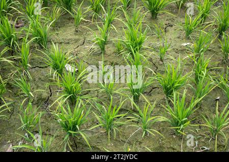 Dry rice field soil (paddy field Stock Photo - Alamy