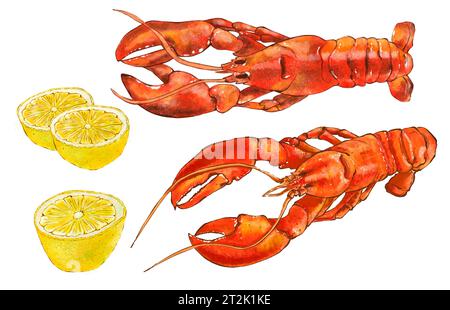 Watercolor seafood illustration, red lobster isolated on white background. Hand drawn illustration in realistic style. Stock Photo