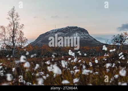 autumn landscape with white cotton flowers on the of Saana mountain Stock Photo