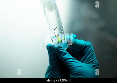 Plant Tissue Culture for Agricultural Research Stock Photo