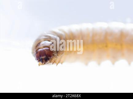 galleria mellonella using for biology as a model Stock Photo