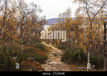 walking path in the autumn forest among birches with yellow leaves Stock Photo