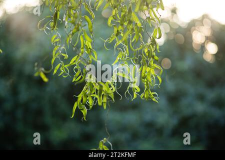 Weeping willow leaves on a twig. Close up shot, backlit, selective focus, summer sunset light, no people Stock Photo