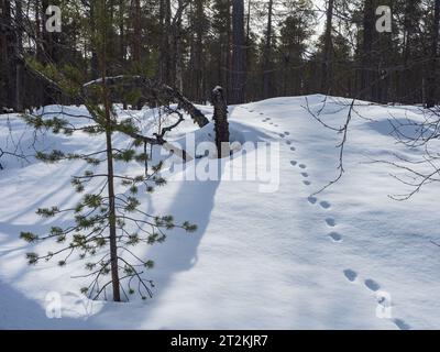 Wild animal footprints on the snow in a Finnish forest Stock Photo