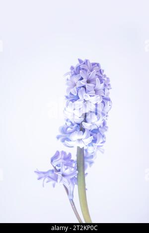 Purple fragrant hyacinth flower in full bloom Stock Photo - Alamy