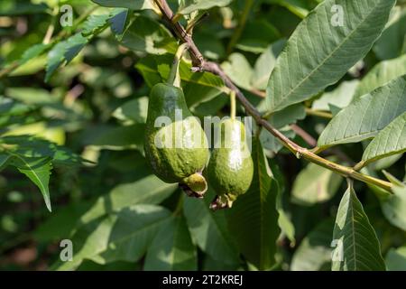 Guava fresh fruit hanging on a fruit tree Stock Photo