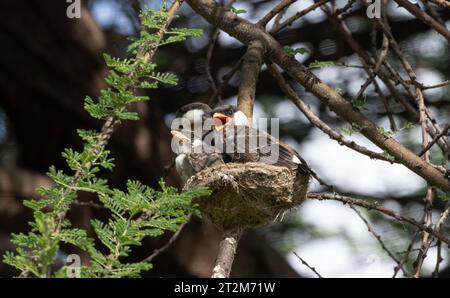 Fledgling Northern White-crowned Shrikes call vigorously for food. The shrike, like many in the family, are co-operative breeders. Stock Photo