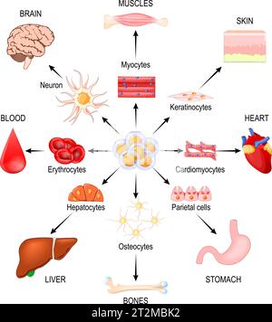 Stem cells. Regenerative medicine. Using stem cells to treat disease. Vector illustration Stock Vector