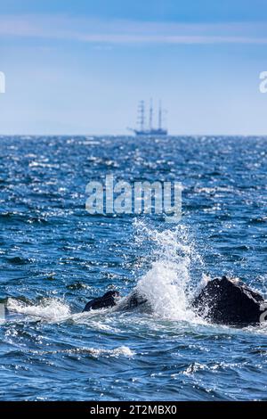 Waves breaking on rocks with the barquentine 'Thalassa' (built 1980) off the coast of the Kintyre Peninsula, Argyll & Bute, Scotland UK Stock Photo