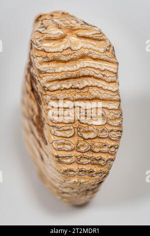 Closeup of an Indian Elephant tooth (a molar), showing the 'laminae' (ridges) Stock Photo