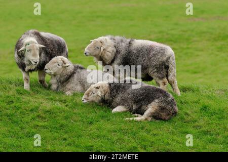 A flock of four fine, dehorned Herdwick rams in Autumn, Lake District, UK, grouped together in a field. Herdwick sheep are a breed native to Cumbria. Stock Photo