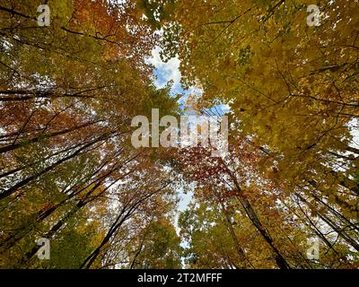 Colorful autumn leaves in tree canopy from below against blue sky Stock Photo