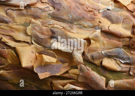 Thin Flaking or Flaky Orange-Red Bark of Scots Pine Tree, Pinus sylvestris, aka European Red Pine, Scotch Pine or Baltic Pine Stock Photo