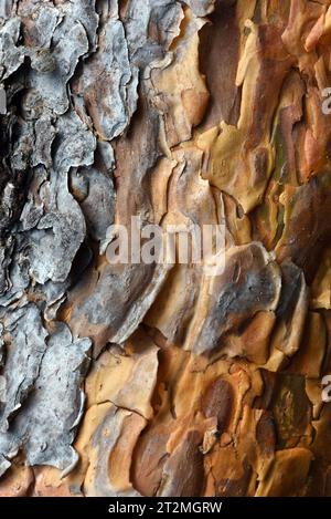Thin Flaking or Flaky Orange-Red Bark of Scots Pine Tree, Pinus sylvestris, aka European Red Pine, Scotch Pine or Baltic Pine Stock Photo