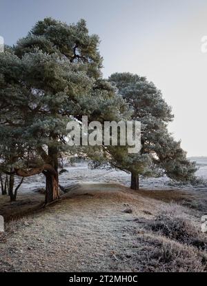 In the New Forest two large pine trees over a footpath or trail with open forest in the distance. A hard frost is visible on the foreground grass and Stock Photo