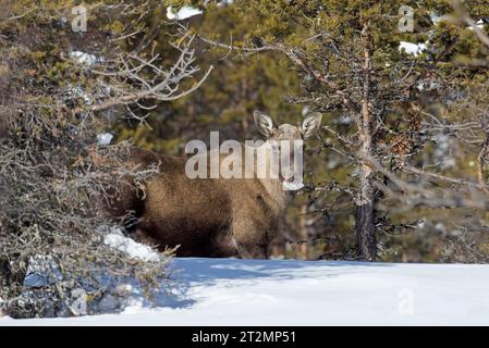 Moose / elk (Alces alces) cow / female foraging in the taiga in the snow in winter, Sweden, Scandinavia Stock Photo