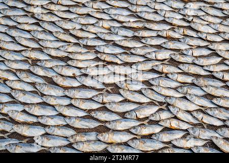 INDIA Goa Colva Beach Men sifting sand from sun dried fish in baskets in  the late afternoon Stock Photo - Alamy