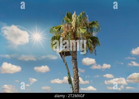 Miami man trimming palm trees high up in a cherry picker Stock Photo