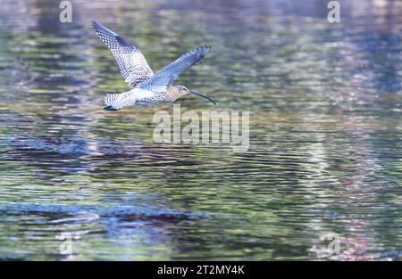 Eurasian curlew flying over lake Stock Photo