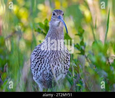 Eurasian curlew close up with green blurry background Stock Photo