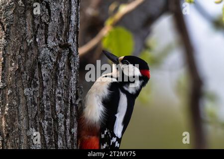 Close up of great spotted woodpecker Stock Photo